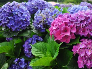 Rompicapo «Flower bed with hydrangeas»