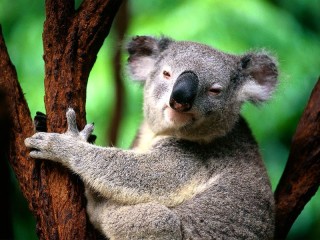 Rompecabezas «Koala»
