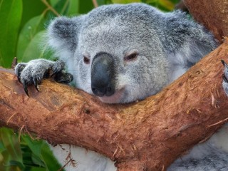 Jigsaw Puzzle «Koala»