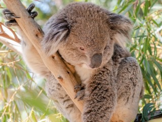 Slagalica «Koala»