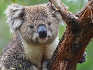Zagadka «Koala on the tree»
