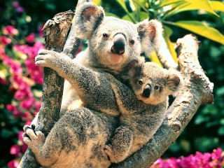 Rompecabezas «Koala with cub»