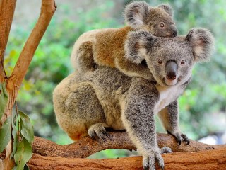 Quebra-cabeça «Koala on a branch»