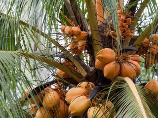 Jigsaw Puzzle «Coconut palm»