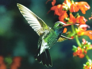 Rätsel «Kolibri2»