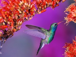 Puzzle «Hummingbird»
