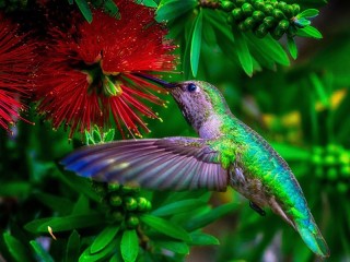 Пазл «hummingbird»
