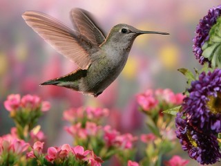Quebra-cabeça «Hummingbird»