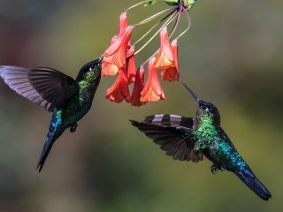 Bulmaca «Hummingbird»