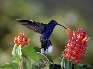パズル «Hummingbird»