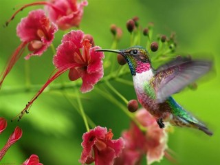 Пазл «Колибри у цветка»