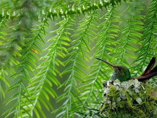 Пазл «Hummingbird in the nest»