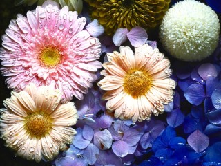 Zagadka «Flowers collage»