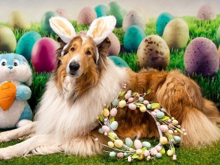 Jigsaw Puzzle «Collie»