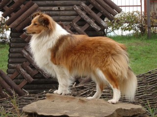 Jigsaw Puzzle «Collie»