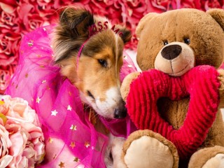 Bulmaca «Collie and teddy bear»
