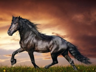 Пазл «Конь»