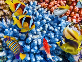 Quebra-cabeça «Coral fishes»