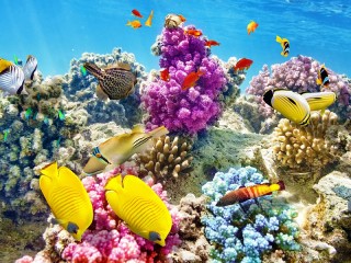 Пазл «Коралловый Риф»