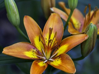Bulmaca «Brown lily»
