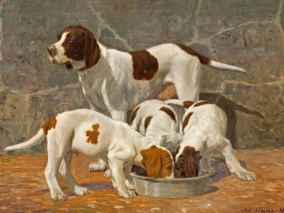 Zagadka «Feeding puppies»