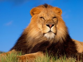 パズル «The Lion King»