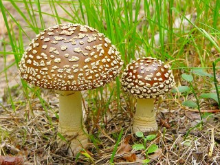 Slagalica «Royal mushroom»