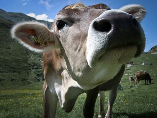 Jigsaw Puzzle «Cow»