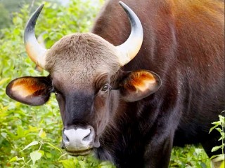 Rätsel «Cow»