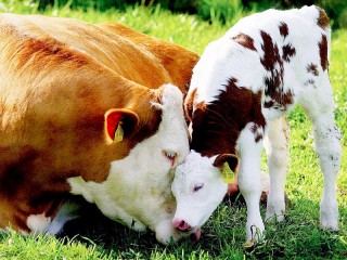 Jigsaw Puzzle «Cow and calf»