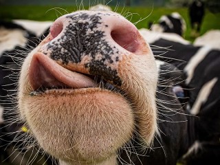 Jigsaw Puzzle «Cow face»