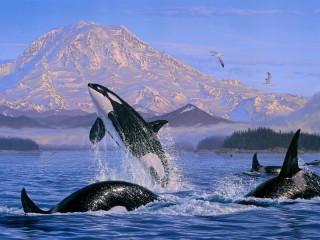 Jigsaw Puzzle «killer whales»