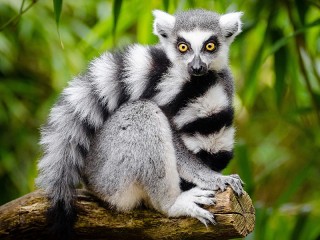 Quebra-cabeça «A ring-tailed lemur»