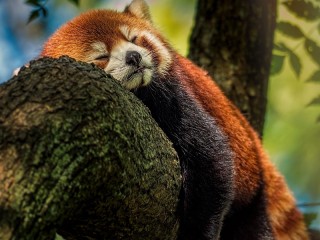 Quebra-cabeça «Red panda»