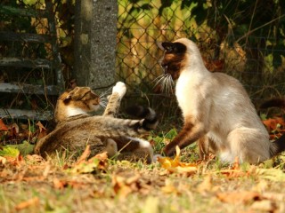 Jigsaw Puzzle «cat fight»