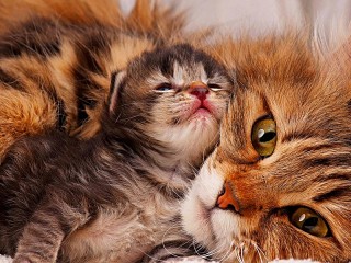 Jigsaw Puzzle «Cat and kitten»