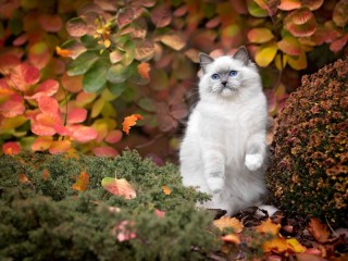 Пазл «Кошка и осень»