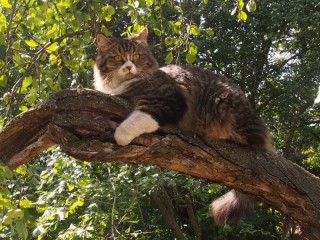 Bulmaca «Cat on the tree»