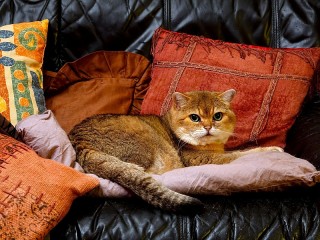Jigsaw Puzzle «Cat on cushions»