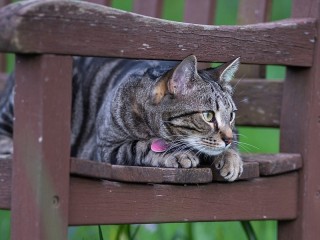 Пазл «Кошка на скамье»