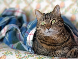 Пазл «Cat under a blanket»