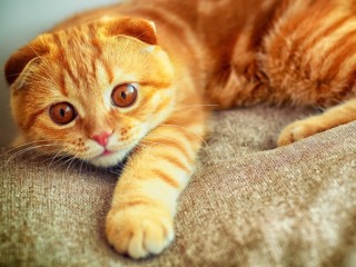 Zagadka «Sun color cat»