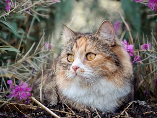 Пазл «Кошка в цветах»