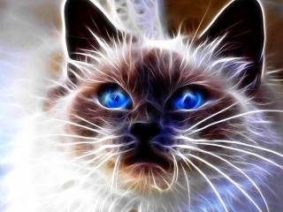 Пазл «Кот голубоглазый»