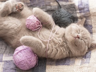Jigsaw Puzzle «Cat and tangles»