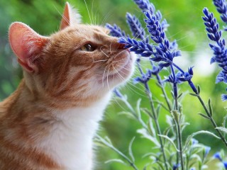 Jigsaw Puzzle «cat and lavender»