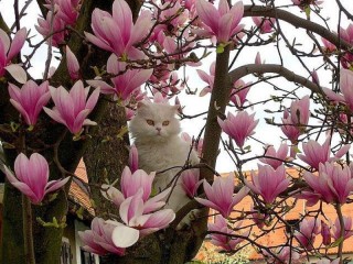 Puzzle «Kot i magnoliya»