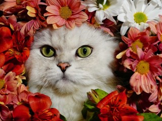 Bulmaca «Cat and flowers»