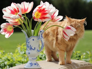 Quebra-cabeça «cat and tulips»