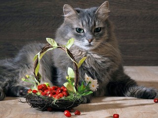 Пазл «The cat and the strawberries»